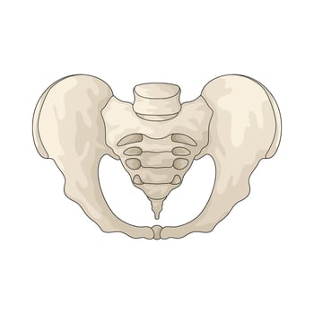 human hip bone vector