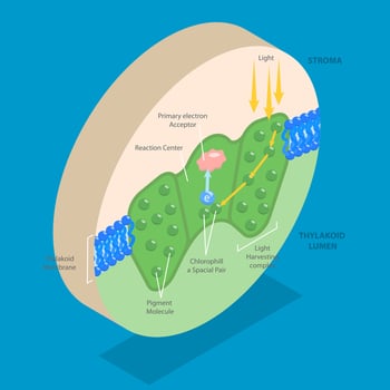 3D Isometric Flat Illustration of Biology Education, Photosystem Process For Chemical Light Absorption vector