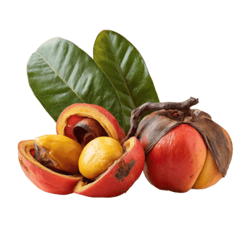 Shea Fruit Still Life with Leaves on a Black Background png
