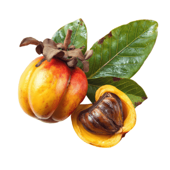Garcinia cambogia fruit with leaves and a cut open seed pod png