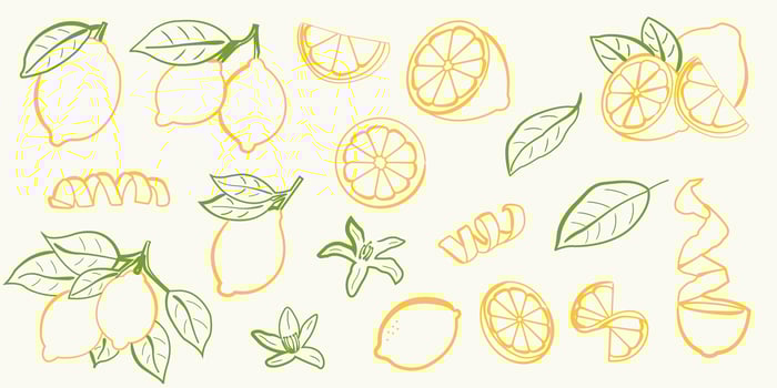 Hand drawn lemon illustrations. Whole lemons, lemon slices, zest spirals, citrus blossoms, and green leaves vector