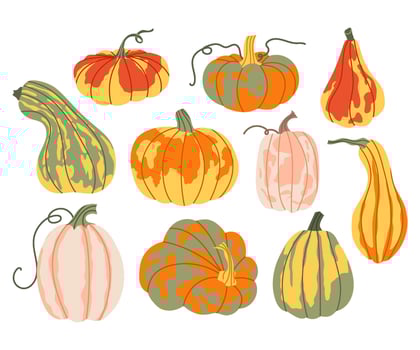 Various colorful pumpkins in autumn tones. Perfect for fall, harvest or Thanksgiving designs. Hello autumn. vector