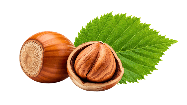 Whole and cracked hazelnut with green leaf png