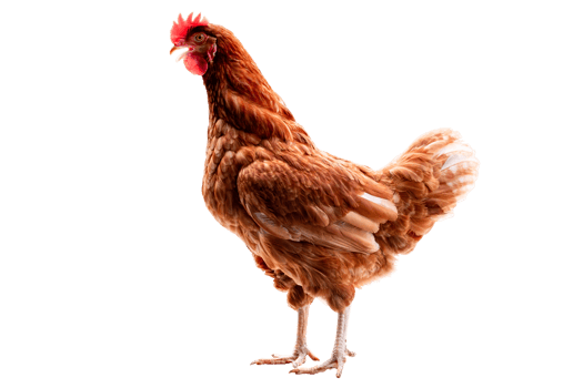 Chicken, Full body of brown chicken hen standing isolated transparent background with clipping path, Laying hens farmers concept, png