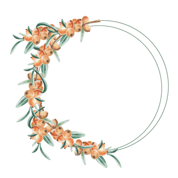 Round wreath with sea buckthorn branch. Isolated watercolor illustration in realistic style for design of beverage packaging, teas, tea list, culinary blogs, postcard printing. png