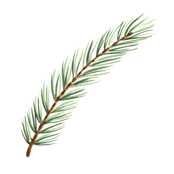 Spruce tree branch watercolor isolated illustration for christmas or autumn desing. Hand drawn of fir twig with needles for winter holiday decorate. Sketch of evergreen conifer plant for greeting png