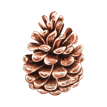 Spruce cone large detailed brown watercolor isolated illustration for christmas or autumn desing. Hand drawn fruit of forest spruce or cedar tree. Sketch of evergreen conifer plant for greeting cards. png