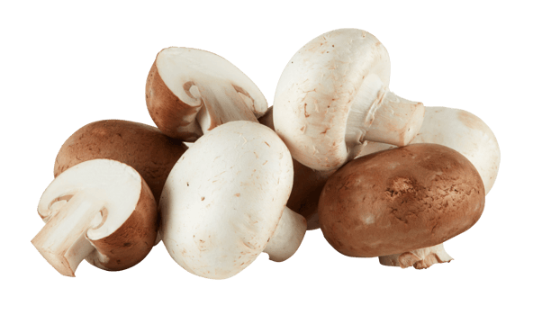 Fresh Agaricus bisporus mushroom cut out isolated transparent background png
