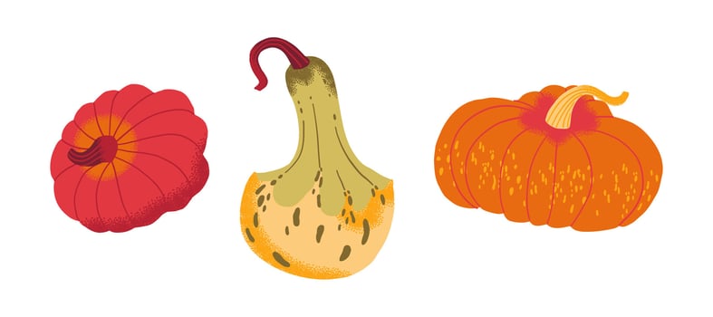 Colorful pumpkins for autumn decorations vector