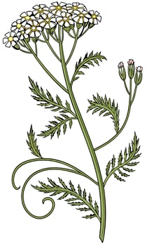 Close-up of the Yarrow flower arranged beautifully and decorated with vines vector