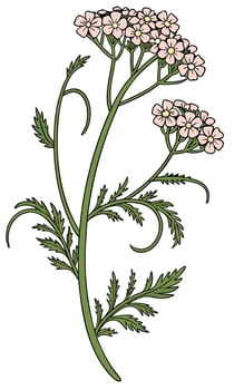 A yarrow plant with green stem and leaves, and small clusters of pink flowers, isolated on a white background vector