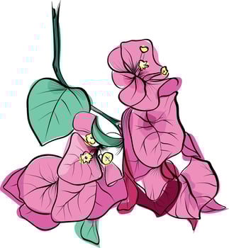 Hanging tropical bougainvillea bouquet drawing vector