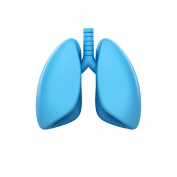 Healthy blue lungs isolated on transparent background png