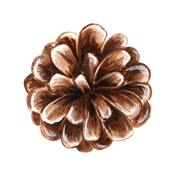 Pine cone detailed brown watercolor isolated illustration for christmas or autumn desing. Hand drawn fruit of forest spruce or cedar tree. Sketch of evergreen conifer plant for greeting cards. png