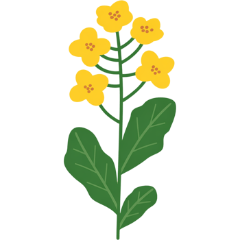 Yellow Mustard Flower with Green Stem png