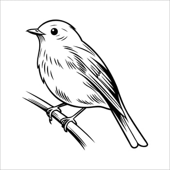 A detailed illustration of a small bird perched on a branch. The bird has a round body, short tail, and delicate features, showcasing its feathers clearly. vector