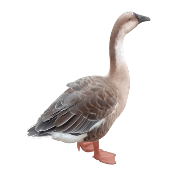 Goose stock photo png