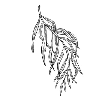 Palm leaves of acai tree outline illustration isolated on white. Silhouette of tropical palm frond, exotic leaf hand drawn. Black white leaves for wrapping, packaging, label, kitchen utensil. vector