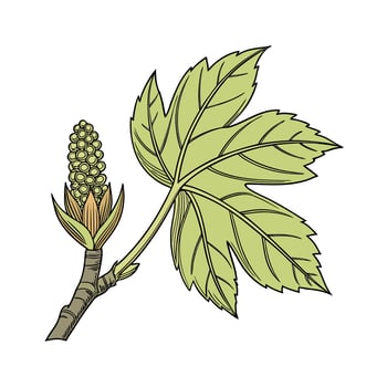 Stylized a green leaf a developing flower bud plant vector