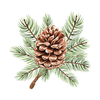Spruce tree branch with cone watercolor isolated illustration for christmas or autumn desing. Hand drawn of fir twig for winter holiday decorate. Sketch of evergreen conifer plant for greeting card. png