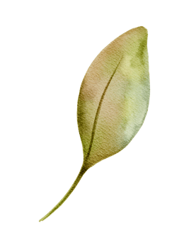 Minimal Botanical Leaf, Hand Drawn Autumn Design in Soft Earth Colors png