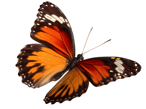 Orange and Brown Butterfly with White Spots on Black Wings, Isolated on Transparent Background png