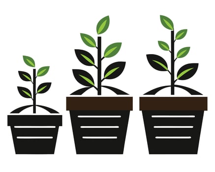 Illustrated graphic of three potted plants showing different growth stages isolated on white vector