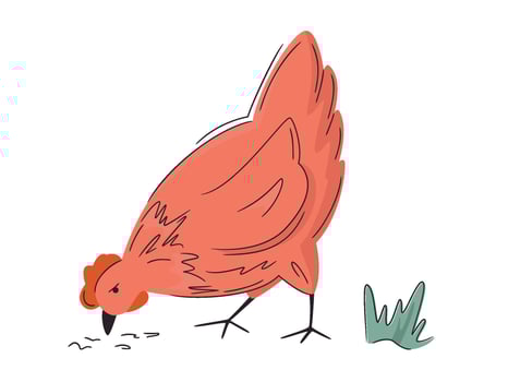 Chicken illustration. Colorful farm hen isolated on white. Hand drawn poultry. Bright, organic design for local farm, urban homesteading, fresh food, and countryside life vector