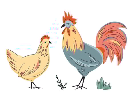 Colorful hen and rooster isolated on white. Hand drawn poultry. Chicken and illustration. Bright, organic design for local farm, urban homesteading, fresh food, and countryside life vector
