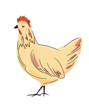Hand drawn poultry. Colorful farm hen isolated on white. Chicken illustration. Bright, organic design for local farm, urban homesteading, fresh food, and countryside life vector