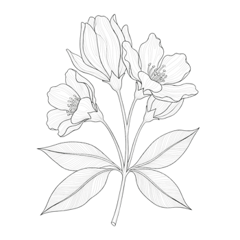 Detailed line art illustration of a blooming rhododendron flower cluster with leaves isolated on transparent background png