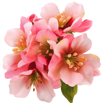 Floral arrangement of vibrant pink azalea flowers blooming png