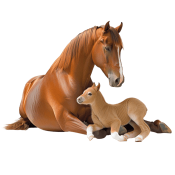 Brown horse gently nuzzling foal mother and baby animals png