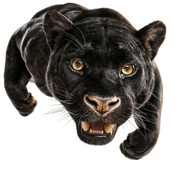 Sleek black panther stalking wild feline predator png