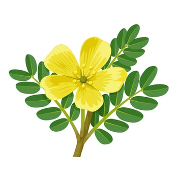 Illustration of Tribulus terrestris,also called goat's head, bindii, bull's head, burra gokharu, bhakhdi, caltrop, cat's head, devil's thorn, isolated on white background. vector