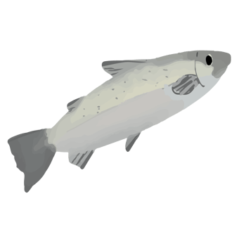 cartoon fish illustration png