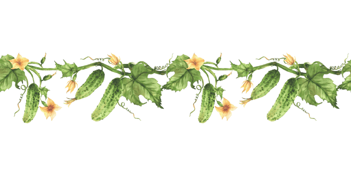 Cucumbers seamless border. Realistic plant with green leaves, flowers and tendril Hand drawn Watercolor farming and gardening crop horizontal pattern for product packaging Isolated from background png