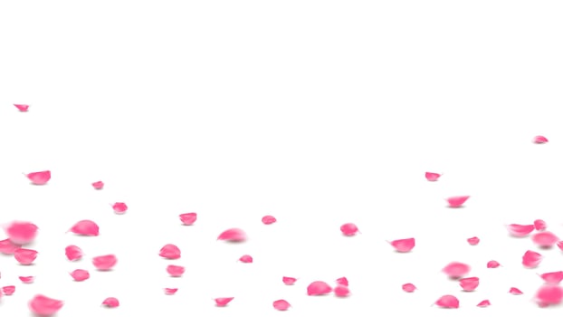 Pink rose petals fall on floor lovely background, Valentine symbolic flower of love vector