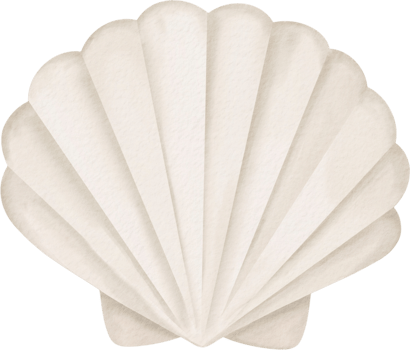 Watercolor white seashell coastal style illustration png