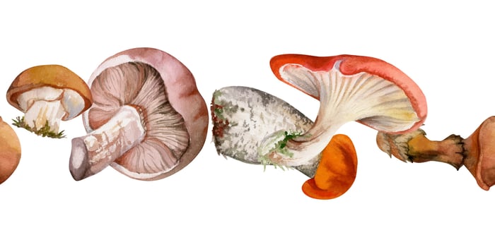 Colorful watercolor mushrooms illustration vector