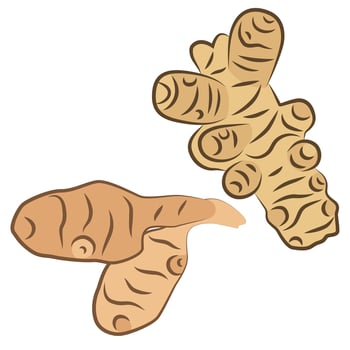 Ginger illustration. Natural spices for cooking, healthy eating and folk medicine. vector