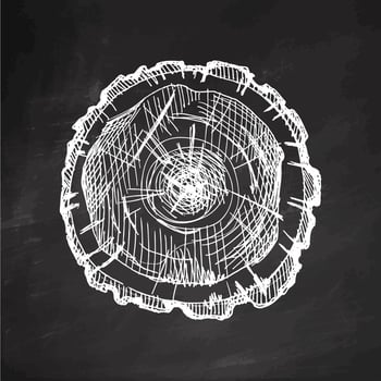 Hand drawn vintage sketch of tree stump top view in chalk engraving style on chalkboard background vector