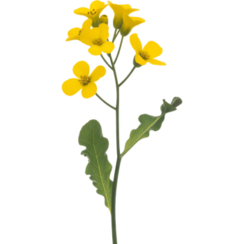 Yellow Flower Stem png