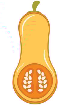 Cut Butternut Squash with Seeds. Half-Sliced Pumpkin for Autumn Harvest Graphic vector
