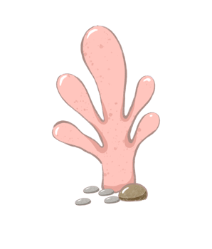 coral cartoon drawing with decorations in flat cute hand drawn style png