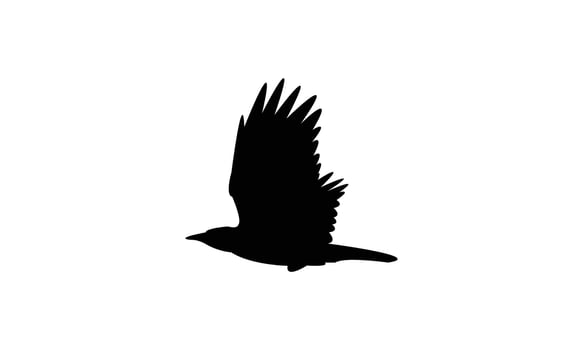 Flying American crow bird black Silhouette Design And Illustration. vector