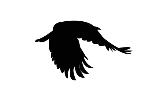 Flying American crow bird Silhouette Design And Illustration. vector