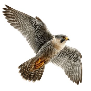 Majestic falcon soars gracefully with its wings spread wide in the open sky during flight hunting png
