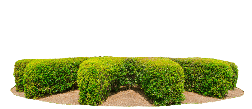 Hedges cut green tree, Trees are full and fat and dressed to the ground png