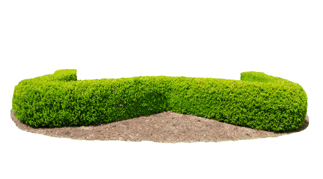 Design hedges cut green tree, Trees are full and fat and dressed to the ground png